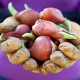 Tulpenbollen Strong Gold — gele tulp, 20 stuks (maat 11/12)