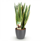 Green BoutiQ - Kamerplanten - Sansevieria Laurentii - Vrouwentong - Weinig onderhoud - Groen - 1 Plant - met Potter Grijs - Pot 21cm - Hoogte 70-80cm