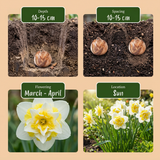 20x Narcissus Ice King - Dubbele narcis - Wit en Geel - Voorjaarsbloeier - Bolmaat 12/14