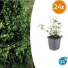 24x Euonymus fort. 'Coloratus' - ↕10-25cm - Ø9cm