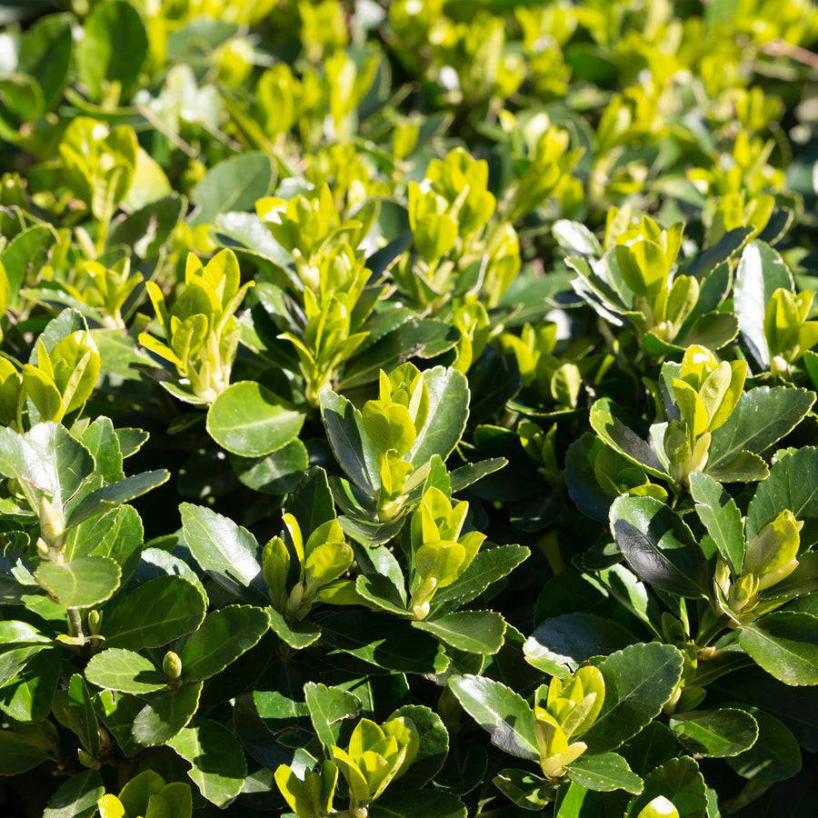 Euonymus japonica Green Spire — Kardinaalsmutshaag, 8 stuks, 20-25 cm