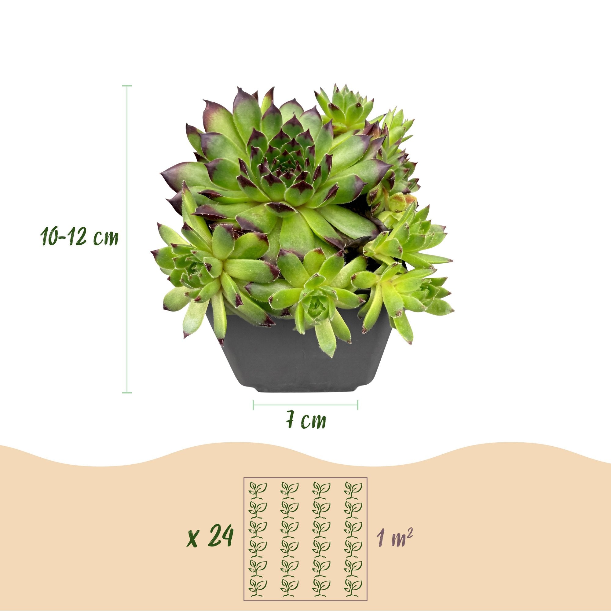 6x - Sempervivum Big Sam - Ø7cm - ↕10-12cm
