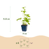 Green boutiQ - Vasteplant - Delphinium (P) Blue Bird - Ridderspoor - Bijen en Vlinderlokkers - Blauw - 12 Planten - Pot 11cm - Hoogte 15-25cm