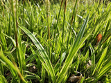 6x Carex morrowii 'Aureovariegata'- ↕10-25cm - Ø9cm