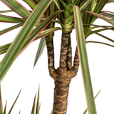 Dracaena Marginata Bicolor Ø21cm - ↕110 - 130cm