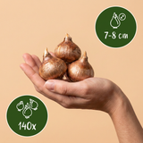 140x Crocus mix - Gemengde krokussen - Diversen - Verwilderingsbol - Bolmaat 7/8