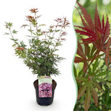 Green boutiQ - Terrasplant - Japanse Esdoorn - Acer palmatum Jerre Swarts - Donker Rood - 1 Plant - Bladverliezend -Pot 19cm Hoogte 70cm