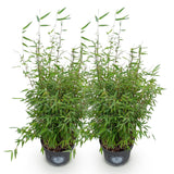 Green boutiQ - Grassen - Fargesia nitida Red Dragon - Niet Woekerende Bamboe - Bladhoudend - Groen - 2 Planten - Pot 23 cm - Hoogte 80 cm