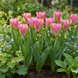 Tulpenbollen Striped Crown — gestreepte kroontulp, 96 stuks (maat 11/12)
