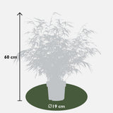2x Fargesia rufa - ↨60cm - Ø19