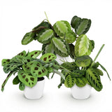 Green boutiQ - Kamerplant - Marantha Silverband, Marantha Lemon Lime Marantha Kerchoveana - Gebedsplant - Huisdiervriendelijke Plant - Groen - 3 Planten - met Potter Wit - Pot 12cm - Hoogte 25cm