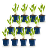 Green boutiQ - Vasteplant - Echinacea paradoxa - Zonnehoed - Bijen- en vlinderlokkers - Geel - 12 Planten - Pot 11cm - Hoogte 15-25cm