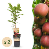 Green boutiQ - Fruitplant - Actinidia deliciosa Ken,s Red - Kiwiplant - Vrouwelijk - Rode Vrucht - 2 Planten - Pot 15cm - Hoogte 50cm