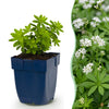 Green boutiQ - Vasteplant - Galium odoratum - Walstro - Bodembedekkend - Wit - 1 Plant - Pot 11cm - Hoogte 15-25cm