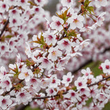 Green boutiQ - Plant op Stam - Prunus incisa Koujou-no-mai - Terras Plant - Bladverliezend - Winterhard - Witte Bloem - Pot 19cm Hoogte 90cm