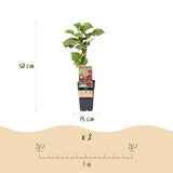 Green boutiQ - Fruitplant - Rubus Thornless Loganberry - Braamboos - Winterhard - Rode Vrucht - 2 Planten - Pot 15cm - Hoogte 50cm