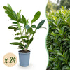 Green boutiQ - 24x Prunus laur. Caucasica - Laurierkers - Haagplanten - Groenblijvend - Groen - Pot 9cm - Hoogte 25-35cm