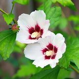 Green boutiQ - Tuinplant - Hibiscus syriacus Hamabo - Tuin Hibiscus - Winterhard - Wit - Roze - 3 Planten - Pot 17cm - Hoogte 45cm