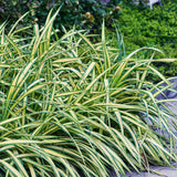 Green boutiQ - Siergrassen - Carex oshimensis Evergold - Geel & Groen - 1 Plant - Groenblijvend - Winterhard - Pot 17cm Hoogte 50cm