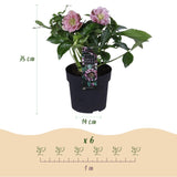 Green boutiQ - Tuinplant - Lenten Rose - Helleborus orientalis Double Ellen Pink - Roze Bloem -1 Plant - Groenblijvend - Pot 14cm Hoogte 35cm