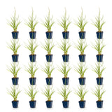 Green boutiQ - Grassen - Pennisetum or. Fairy Tales - Lampenpoetsergras - Met Pluim - Groen - 24 Planten - Pot 11cm - Hoogte 15-25cm