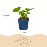 Green boutiQ - Vasteplant - Borderpakket - Wit - Diversen - Soorten en kleuren - 6 Planten - Pot 11cm - Hoogte 15-25cm