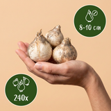 Sieruibollen Siculum — Siciliaanse honinglook, 240 stuks (maat 8/10)