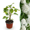 Green boutiQ - Tuinplant - Hydrangea arborescens Annabelle - Hortensia - Winterhard - Wit - 1 Plant - Pot 12cm - Hoogte Hoogte 20-30cm