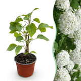 Green boutiQ - Tuinplant - Hydrangea arborescens Annabelle - Hortensia - Winterhard - Wit - 1 Plant - Pot 12cm - Hoogte Hoogte 20-30cm