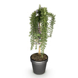 Green boutiQ - Plant op Stam - Rosmarinus officinalis Prostratus - Terras Plant - Bladhoudend - Winterhard -Paarse Bloem - Pot 19cm Hoogte 70 - 90cm