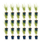 Green boutiQ - Grassen - Calamagrostis Karl Foerster - Struisriet - Met Pluim - Groen - 24 Planten - Pot 11cm - Hoogte 15-25cm