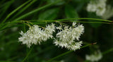 60x Luzula nivea - ↕10-25cm - Ø9cm