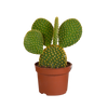 Opuntia microdasys - 12cm - zonder pot