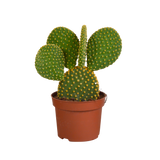 Opuntia microdasys - 12cm - zonder pot