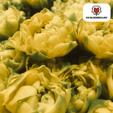 Tulpenbollen Avant Garde — gele dubbelbloemige tulp, 20 stuks (maat 11/12)