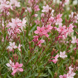Green boutiQ - Vasteplant - Gaura lindh. Florgauros - Prachtkaars - Bijen- en vlinderlokkers - Roze - 6 Planten - Pot 11cm - Hoogte 15-25cm