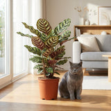 Green boutiQ - Kamerplant - Pauwenplant - Calathea Makoyana - Groen - Weinig onderhoud - 1 Plant - met Potter Wit - Pot 19cm - Hoogte 70cm