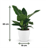 Green boutiQ - Kamerplant - Philodendron - Philodendron Imperial Green - Groen - Weinig onderhoud - 1 Plant - met Potter Wit - Pot 19cm - Hoogte 65cm