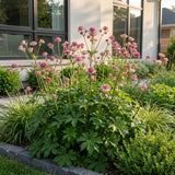Green boutiQ - Vasteplant - Astrantia major - Sterrenkruid - Schaduw - Wit-Roze - 12 Planten - Pot 11cm - Hoogte 15-25cm