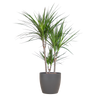 Dracaena Marginata met Potter pot grijs - 95cm - Ø21