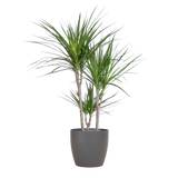Dracaena Marginata met Potter pot grijs - 95cm - Ø21