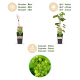 Green boutiQ - Fruitplant - Vitis vinifera Himrod - Druivenplant - Pitarm - Witte Druif - 2 Planten - Pot 15cm - Hoogte 50cm