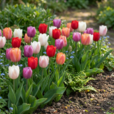 60x Tulipa Glowing with pride - Tulp Glowing with pride - Diversen - Voorjaarsbloeier - Bolmaat 11/12