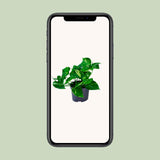 Epipremnum Aureum- Ø12cm - ↕20cm
