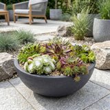 12x - Sempervivum Big Sam - Ø7cm - ↕10-12cm