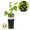 Green boutiQ - Fruitplant - Zwarte bes - Ribes nigrum Titania - Zwarte Bes - 2 planten -Pot 11cm Hoogte 40cm
