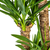 Yucca Elephantipes met mand Ø24cm - ↕120 - 140cm