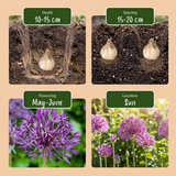 80x Allium Purple Rain - Sierui - Paars - Zomerbloeier - Bolmaat 10/12