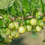 Green boutiQ - Fruitplant - Kruisbes - Ribes uva-crispa Invicta - Groene Bes - 2 planten -Pot 11cm Hoogte 40cm