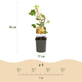 Green boutiQ - Fruitplant - Aalbes - Ribes rubrum White Pearl - Witte Bes - 2 planten -Pot 11cm Hoogte 40cm
